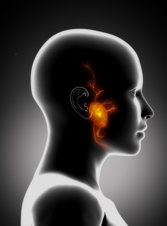 A glândula parótida fica localizada na região à frente e abaixo da orelha.